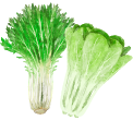 野菜イラスト